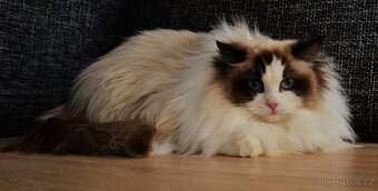 Dospělá kastrovaná kočička Ragdoll s Pp - 3