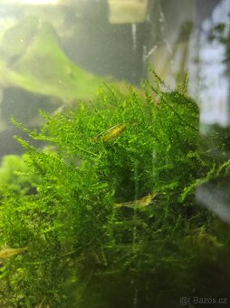 Sladkovodní krevetky Neocaridina - 3