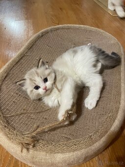 Ragdoll koťata s PP - 3