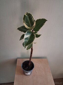 Fikus Tineke stromek - 3