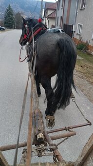 Predám ťažného koňa - 3