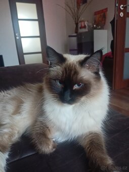 Ragdoll kočky 6 roku - 3