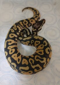 Krajta královská mláďata ze spojení Spotnose pastel clown - 3