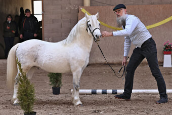 Welsh mountain pony, sekce A - 3