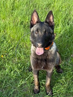 Belgický ovčák malinois - 3