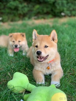 Shiba inu - 3