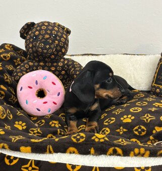 Jezevčík trpasličí - 3