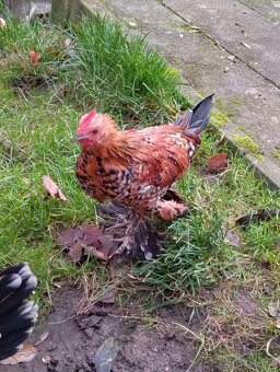 Rousná zakrslá - 3