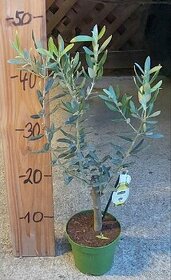 Olivovníky různé velikosti - 3