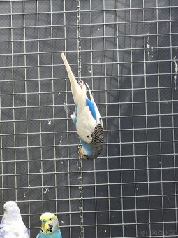 Andulky letošní - 3