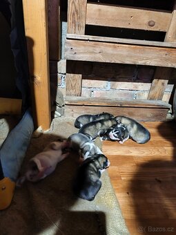 Aljašský malamut šteniatka - 3