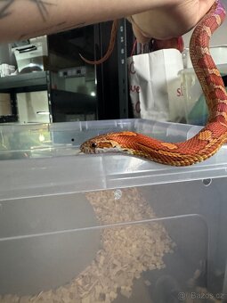 Užovka červená - 3