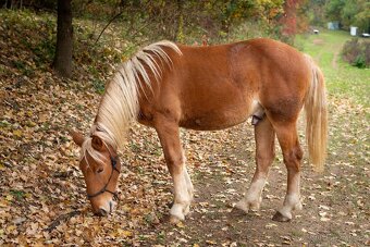 S TĚŽKÝM SRDCEM NABÍZÍME K PRODEJI - 3