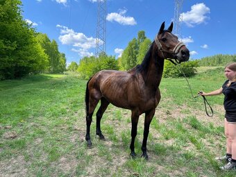 Malopolská klisna, 12 let - 3