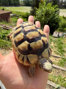 Želva Vroubená 🐢 Testudo Marginata nz.2022 - 3