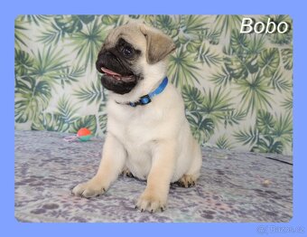 MOPS s PP. - 3