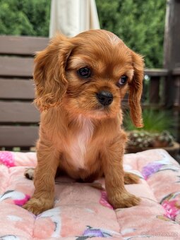 Cavalier King Charles Spaniel s PP - 3