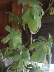 Sukulenty - 3