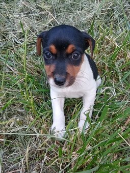 Štěňátka Jack Russell - 3