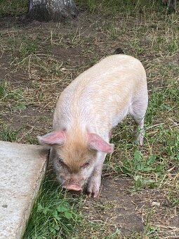 Kune - 3