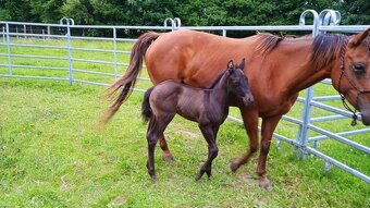 Qh hřebeček-rezervace - 3