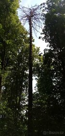 Rizikové kácení a prořez stromů - 3