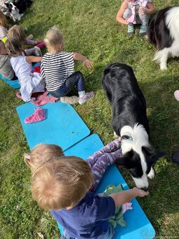 Border kolie štěňátka - 3