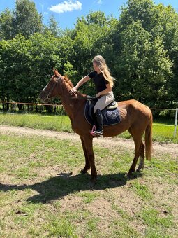 14letá klisna SP - 3