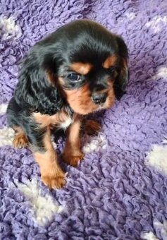 Kavalír king charles spaniel štěňátka s PP - 3