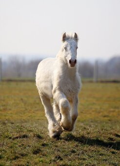 TOP cremello Irský cob/Tinker/Gypsy cob - 3