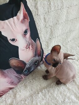 Kanadský sphynx - 3