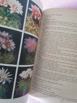 Kaktusy : Rod Gymnocalycium a Rod Echinofossulocactus - 3