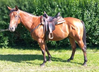 3 letý valach QH - 3