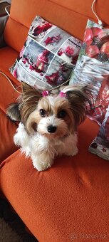 Hledáme krytí/ženicha Biewera - 3