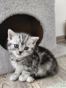 Prodám britské whiskas kotatka - 3