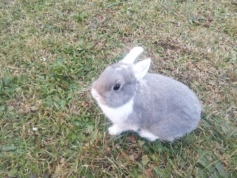 Zakrslý králíček - 3