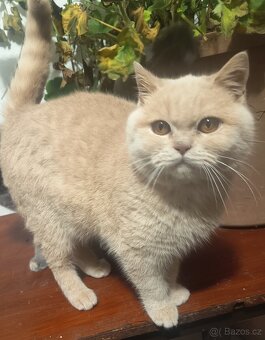 Britský krémový ko - 3