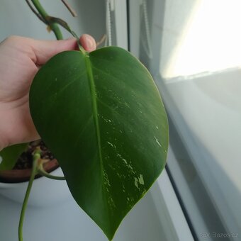 Monstera Albo - 3
