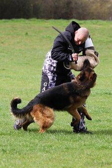 Německý ovčák s PP - krytí - 3