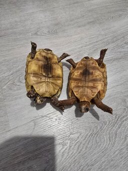 Želva Uhlířská - 3 léta mláďata - 3
