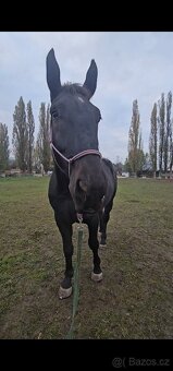 4 letý valach - 3