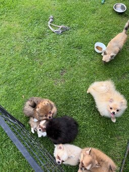Pomeranian s PP - 3