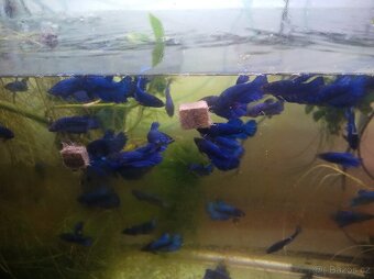 Betta splendens, Bojovnice pestrá - 3