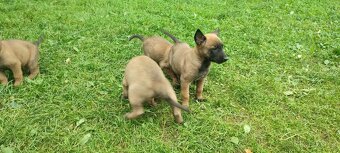 Belgický ovčák Malinois bez PP - 3