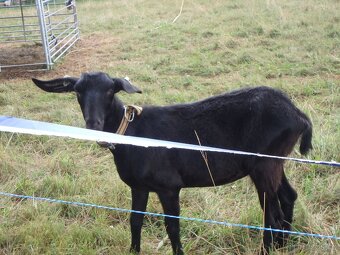 koza k připuštění - 3