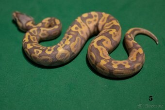 Krajta královská/python regius - 3