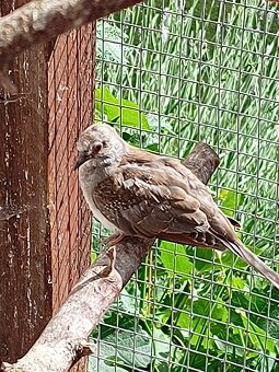 Holoubek diamantovy - 3