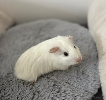 Morče samička- rezervace - 3