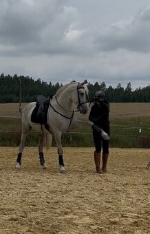 P.R.E. Hřebec na prodej - 3