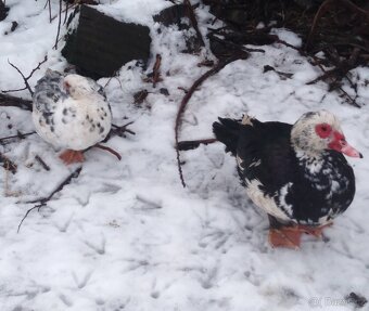 Kachny a kačeři - 3